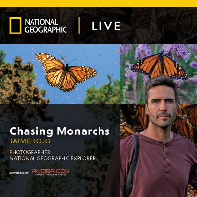 Chasing Monarchs