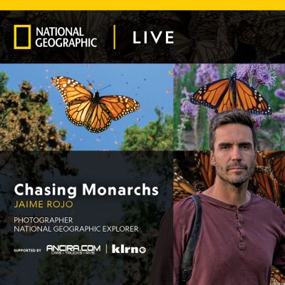 Chasing Monarchs